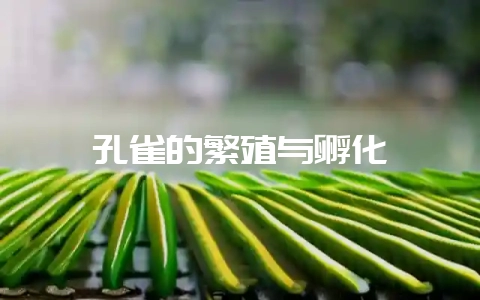 孔雀的繁殖与孵化-会东网