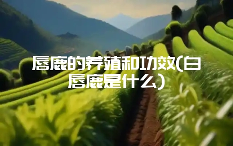 唇鹿的养殖和功效(白唇鹿是什么)插图 唇鹿的养殖和功效(白唇鹿是什么)插图