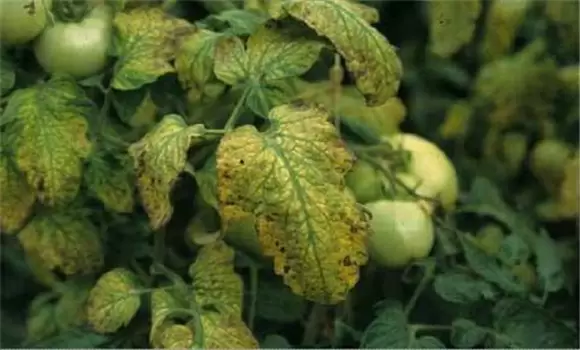 番茄枯萎病怎么治疗 番茄枯萎病防治方法-会东网