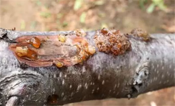 樱桃流胶病怎样防治 樱桃流胶病用什么药治疗-会东网