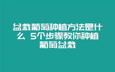 盆栽葡萄种植方法是什么 5个步骤教你种植葡萄盆栽插图 盆栽葡萄种植方法是什么 5个步骤教你种植葡萄盆栽插图