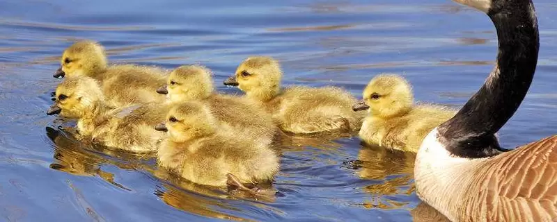 如何控温养鹅苗-会东网