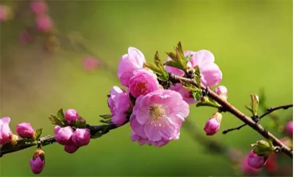 榆叶梅繁殖方法与技术要点-会东网