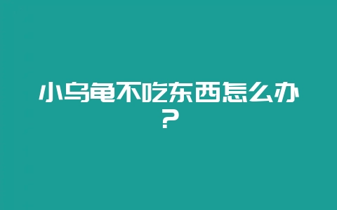 小乌龟不吃东西怎么办？-会东网