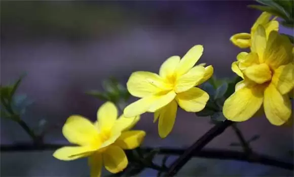 盆栽迎春花怎么养效果好-会东网