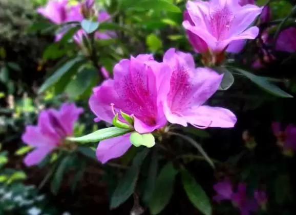 杜鹃花掉叶子怎么办？-会东网
