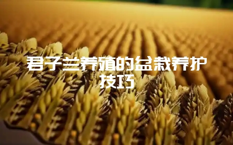 君子兰养殖的盆栽养护技巧-会东网
