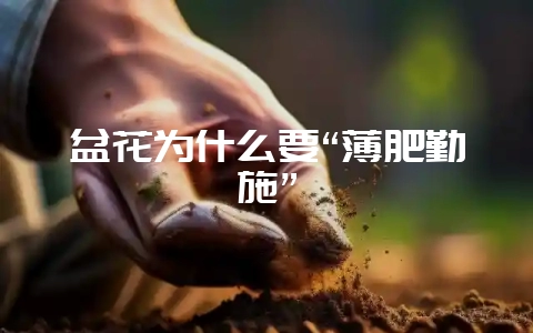 盆花为什么要“薄肥勤施”插图 盆花为什么要“薄肥勤施”插图