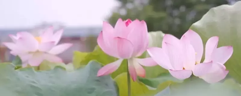 夏天开的花都有什么花-会东网