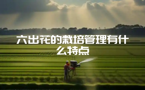 六出花的栽培管理有什么特点-会东网