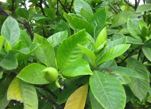 栀子花叶子发黄怎么办？-会东网