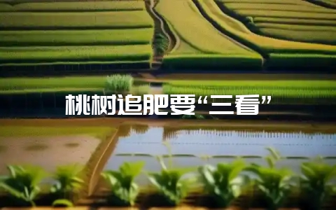 桃树追肥要“三看”-会东网
