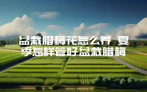 盆栽腊梅花怎么养 夏季怎样管好盆栽腊梅-会东网