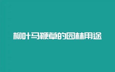 柳叶马鞭草的园林用途-会东网