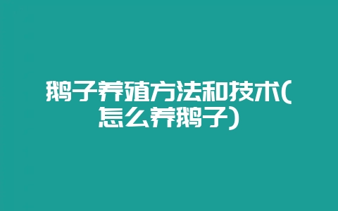 鹅子养殖方法和技术(怎么养鹅子)-会东网