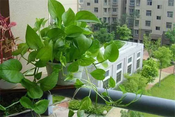 盆栽绿萝怎么养才能更旺盛,请记住五个关键点-会东网