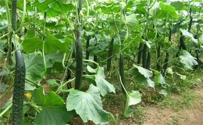 黄瓜生长周期有多长 一年能种几次 需注意哪些-会东网