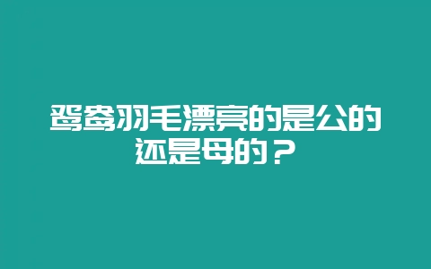 鸳鸯羽毛漂亮的是公的还是母的？-会东网