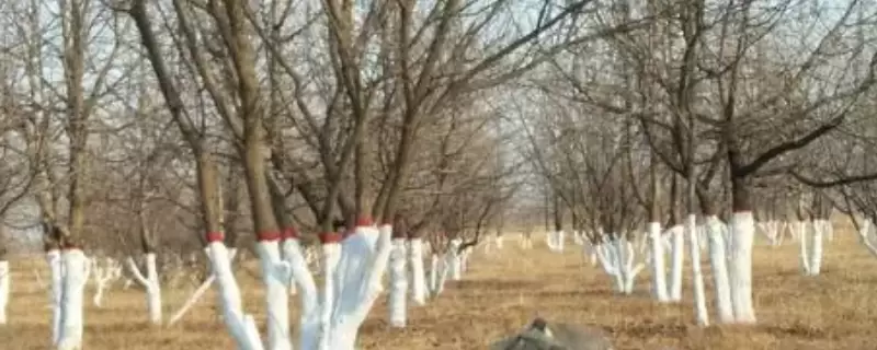 防止树木冻死的方法-会东网