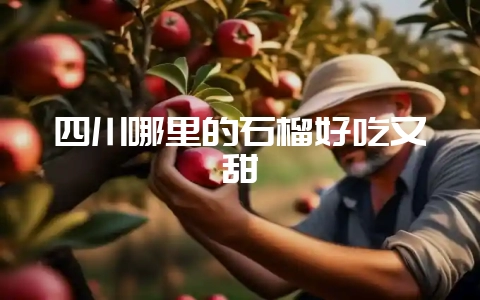 四川哪里的石榴好吃又甜-会东网