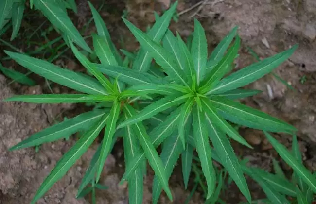 赶黄草的功效与作用-会东网