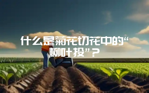 什么是菊花切花中的“柳叶头”？-会东网