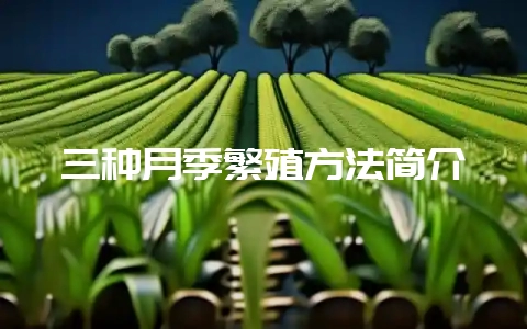 三种月季繁殖方法简介-会东网