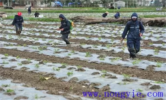 苦瓜种植管理技术与主要步骤-会东网