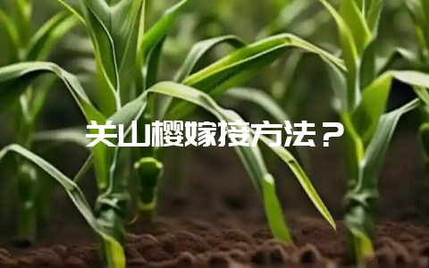 关山樱嫁接方法？-会东网