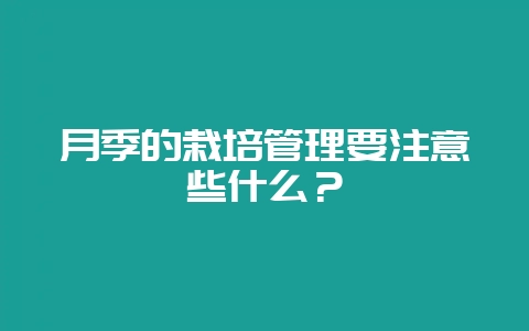 月季的栽培管理要注意些什么？-会东网