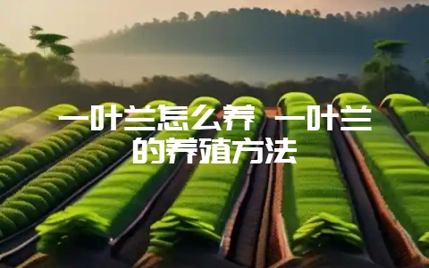 一叶兰怎么养 一叶兰的养殖方法-会东网