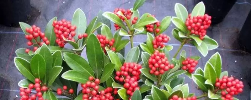 红玉珠的养殖方法和注意事项-会东网