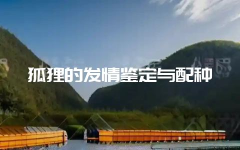 狐狸的发情鉴定与配种-会东网