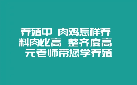 养殖中 肉鸡怎样养 料肉比高 整齐度高 元老师带您学养殖-会东网
