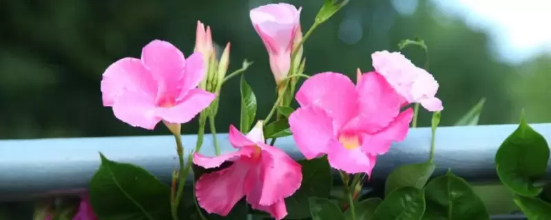 飘香藤黄叶掉叶是什么原因呢-会东网