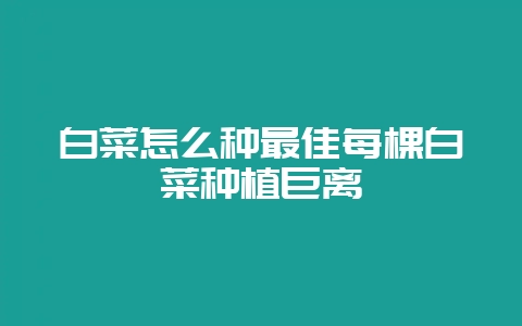 白菜怎么种最佳每棵白菜种植巨离-会东网
