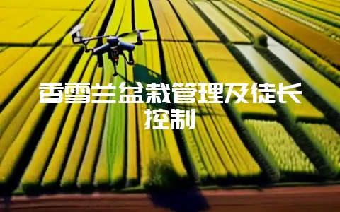 香雪兰盆栽管理及徒长控制-会东网