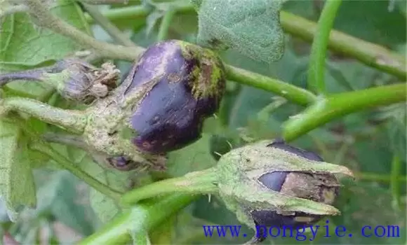 茄子僵果是什么原因造成的 茄子僵果怎么防治-会东网