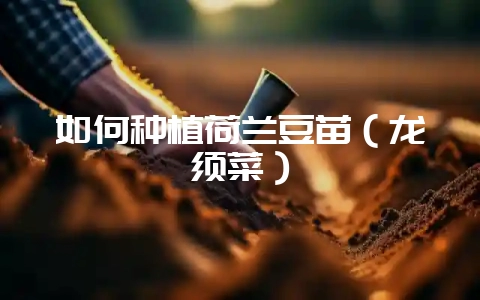 如何种植荷兰豆苗(龙须菜)插图 如何种植荷兰豆苗(龙须菜)插图