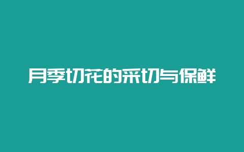 月季切花的采切与保鲜-会东网