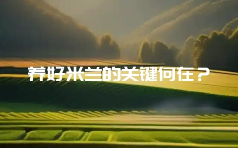 养好米兰的关键何在？-会东网