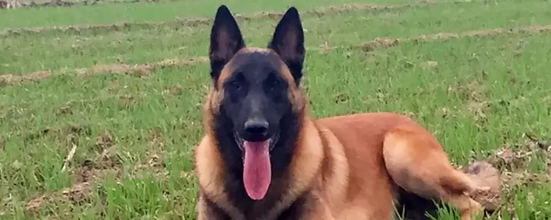 马犬幼犬如何喂养,婴儿期每天需要喂三次-会东网