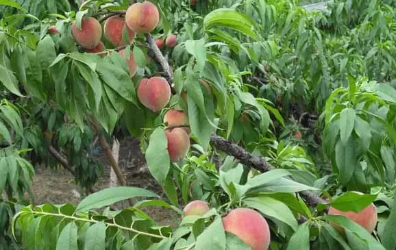 桃树落果原因 桃树落果怎么办-会东网