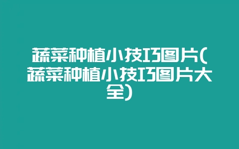 蔬菜种植小技巧图片(蔬菜种植小技巧图片大全)-会东网