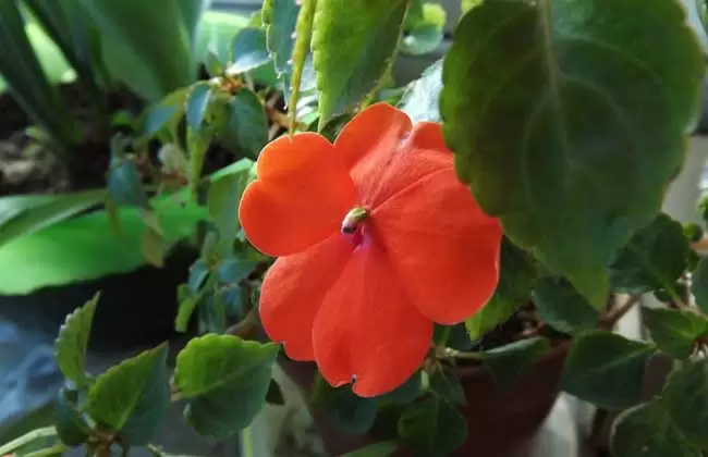 非洲凤仙花有毒吗？-会东网