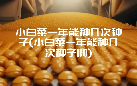 小白菜一年能种几次种子(小白菜一年能种几次种子啊)-会东网