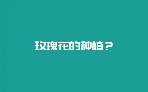 玫瑰花的种植？-会东网