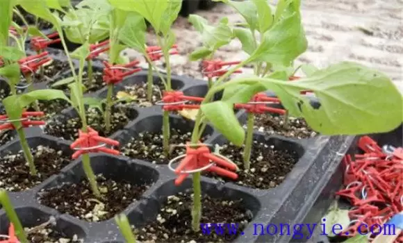 茄子嫁接育苗技术要点，以及嫁接后如何管理-会东网