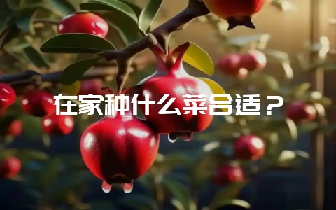 在家种什么菜合适？-会东网