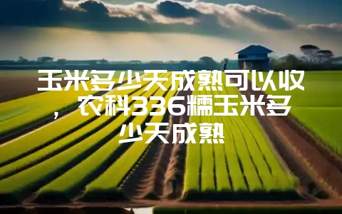 玉米多少天成熟可以收，农科336糯玉米多少天成熟-会东网